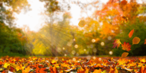 smart-money-moves-for-fall